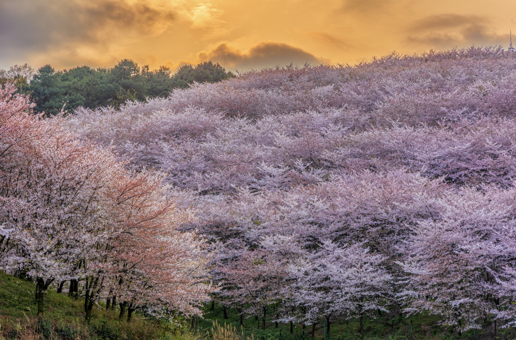 贵阳平坝樱花基地贵阳贵安,樱花,油菜花迎来花期 争奇斗艳