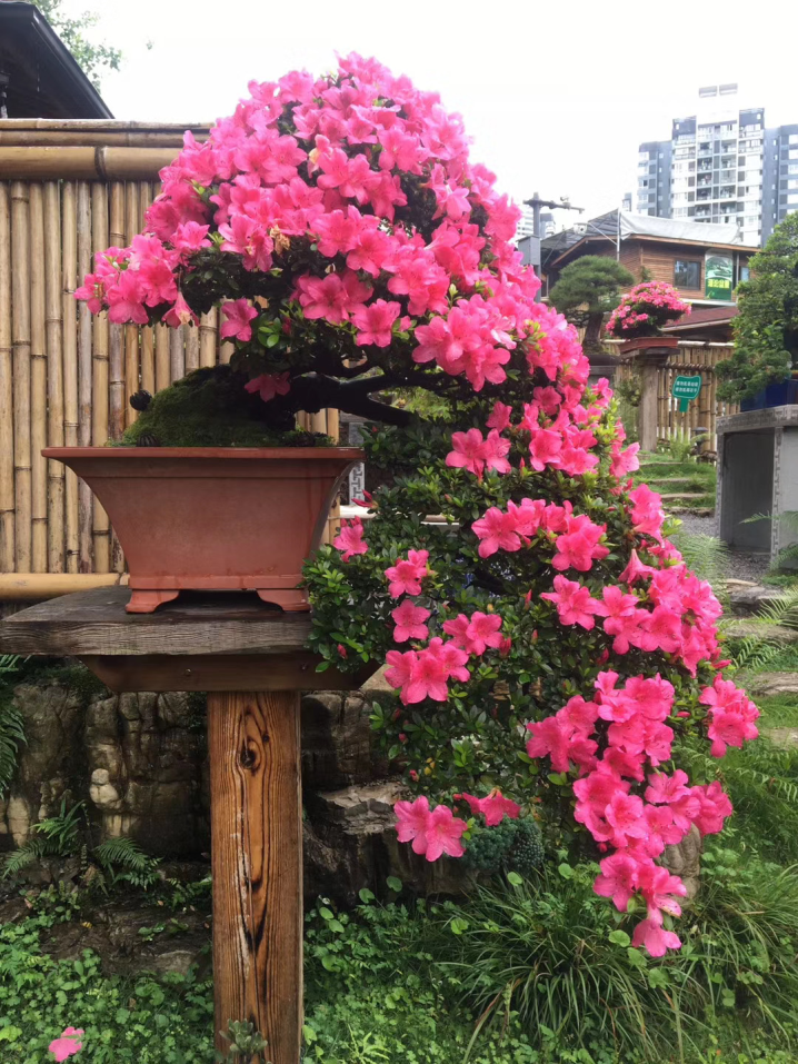 熊婆婆的花园重庆图片